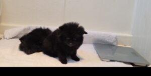 Miniature Galloway Registered Bull White with Dunn Points